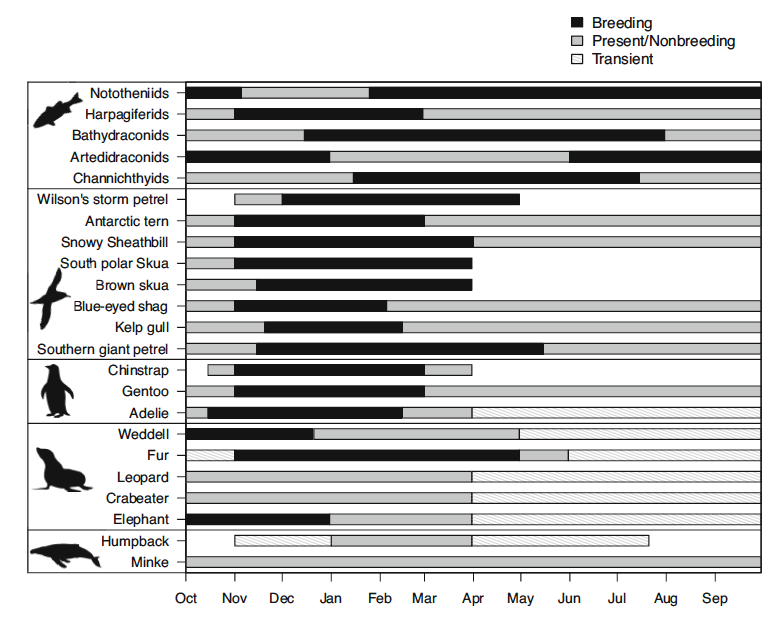 Overview of fish and top predator presence and activity patterns in the Palmer Station region. Top predator occupancy patterns are estimated from visual sightings, Palmer Station monthly reports, and literature reviews (caveats are discussed in the text).