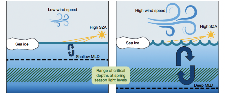Fig. 11. Conceptual diagram illustrating past conditions vs. present conditions in the marginal ice zone west of the Antarctic Peninsula in the spring season (October to November). Spring conditions are inherently light-limited due to low solar zenith angles (SZA). Past conditions with lower wind speeds and shallower mixed layer depth (MLD) provided more favorable conditions for spring surface phytoplankton accumulation compared to present conditions.