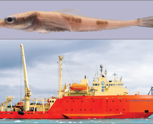 A collage of two pictures showing an Antarctic Dragonfish on top, and the R/V Gould at sea.