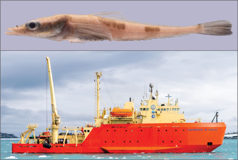 A collage of two pictures showing an Antarctic Dragonfish on top, and the R/V Gould at sea.