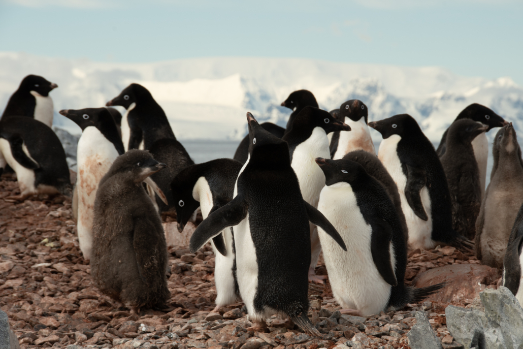 A group of Adelie penguins.