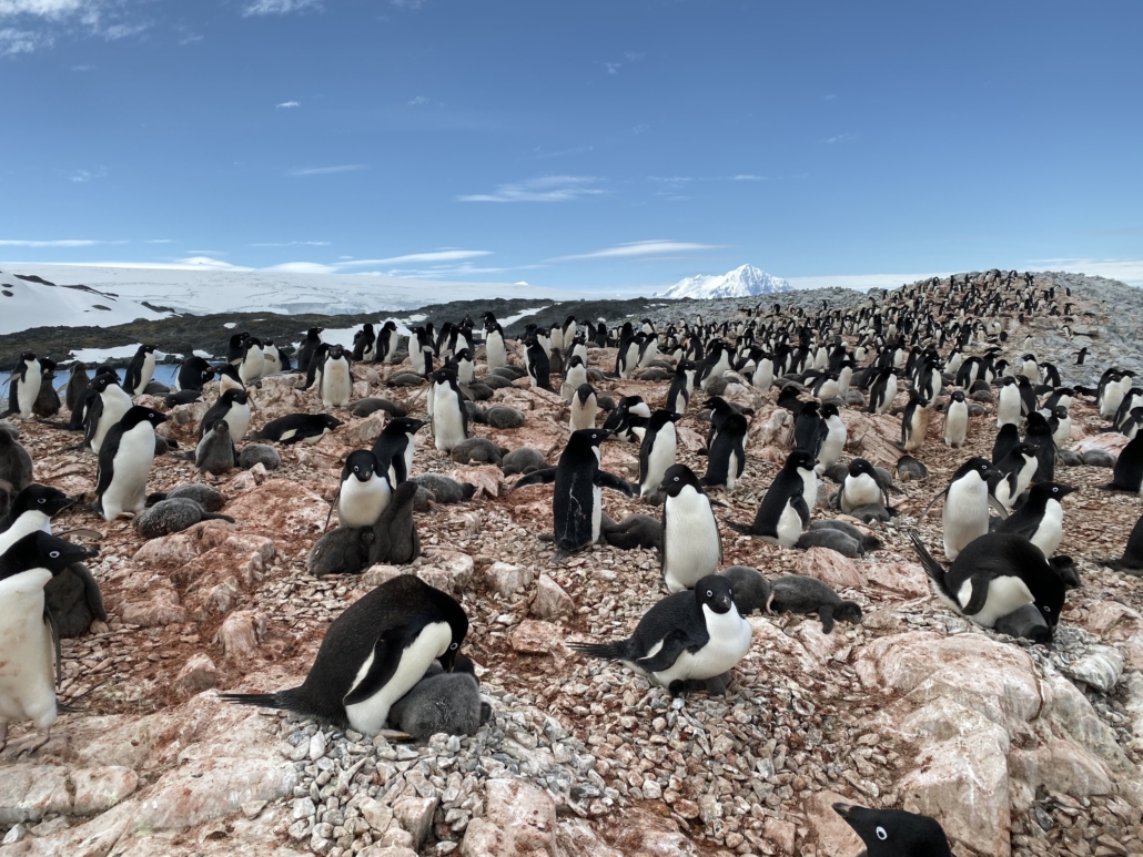 A rookery of Adelie penguins and chicks on Humble Island Antarctica