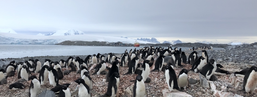 A rookery of Adelie penguins and chicks on Humble Island Antarctica with the R/V Gould in the background.