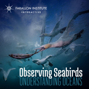 Cover image for the new Observing Seabirds Understanding Oceans interactive data story by the Farallon Institute 